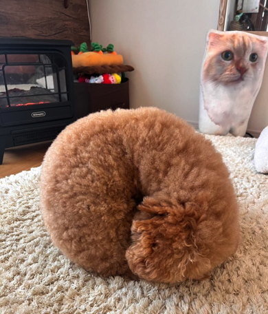 クイズの元画像