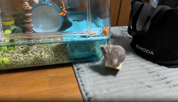 家に帰ろうとしたハムさんのハプニング