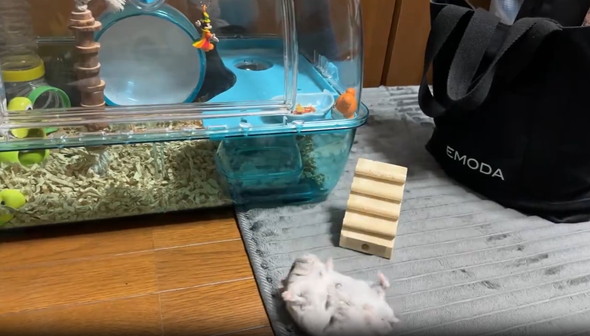 家に帰ろうとしたハムさんのハプニング