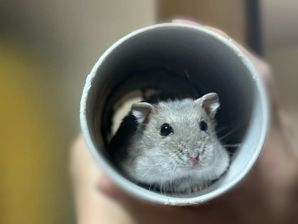 狭いところから顔出すハムスター