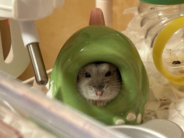 狭いところから顔出すハムスター