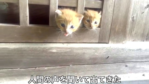 3匹の野良子猫保護