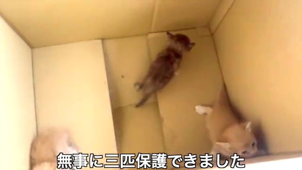 3匹の野良子猫保護