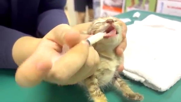 3匹の野良子猫保護