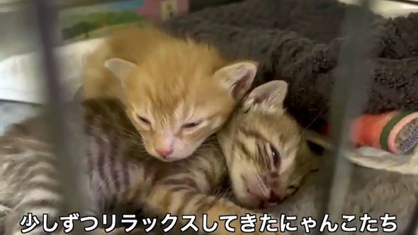 3匹の野良子猫保護