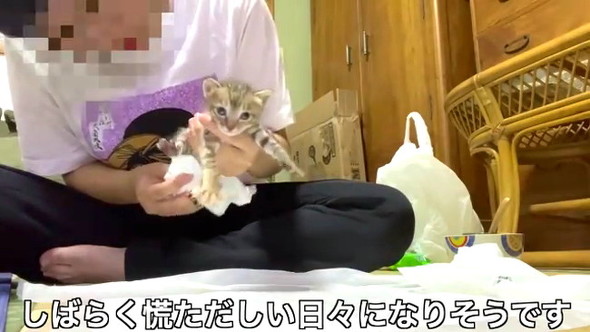 3匹の野良子猫保護