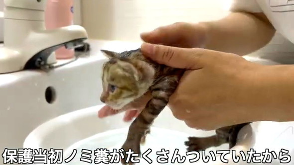 3匹の野良子猫保護