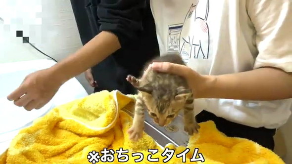 3匹の野良子猫保護