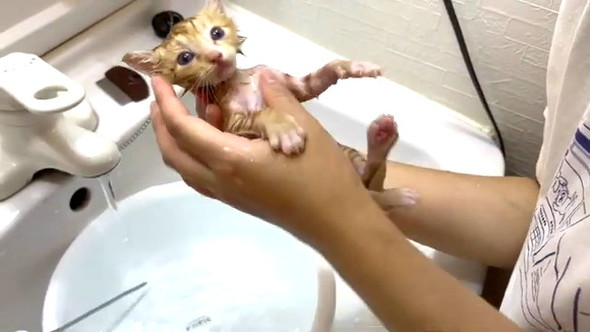 3匹の野良子猫保護