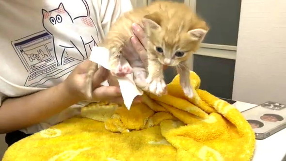 3匹の野良子猫保護