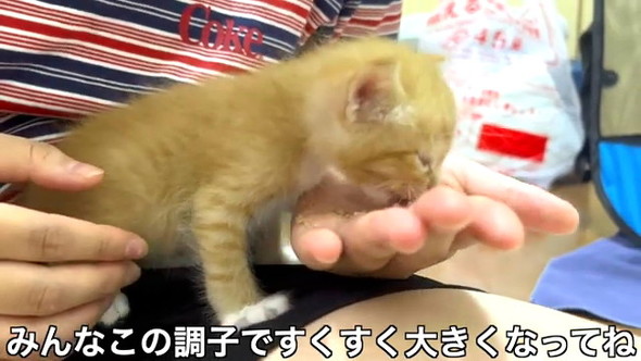 3匹の野良子猫保護
