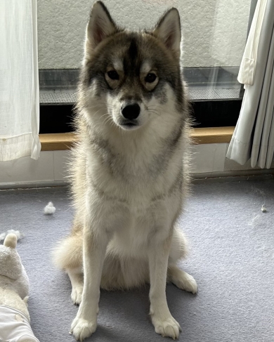 こちらを見つめるワンコ