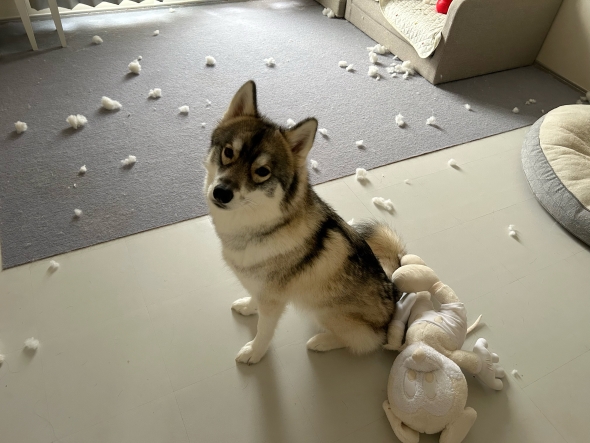 ワンコとボロボロになったぬいぐるみ