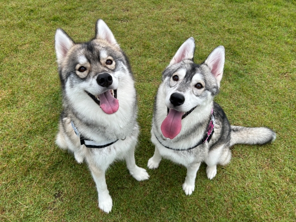 散歩中のワンコ