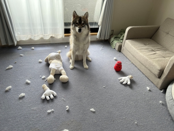 ワンコとボロボロになったぬいぐるみ