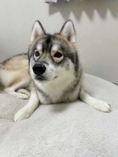 前足を開いているワンコ