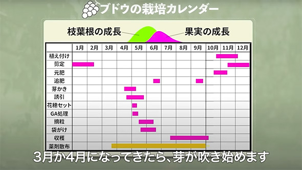 ブドウの栽培カレンダー