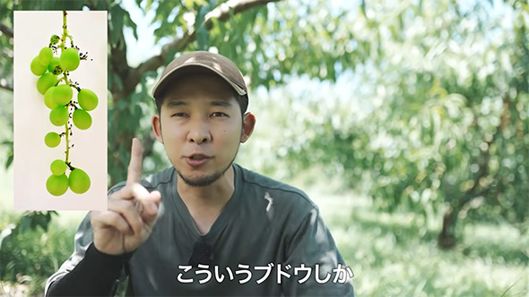 こういうブドウしか