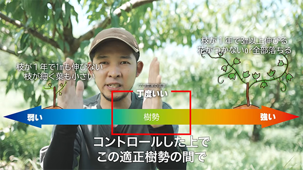 樹勢コントロール
