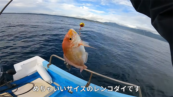 レンコダイです