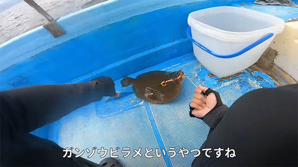 ガンゾウビラメ