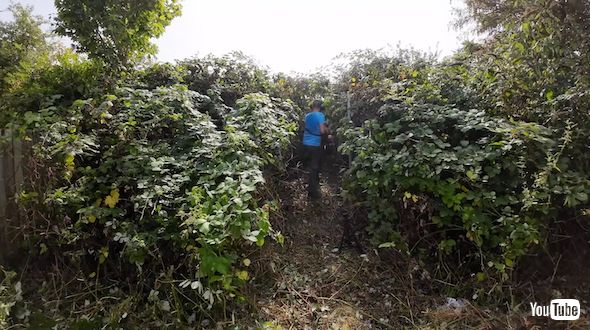 悪夢の庭の掃除