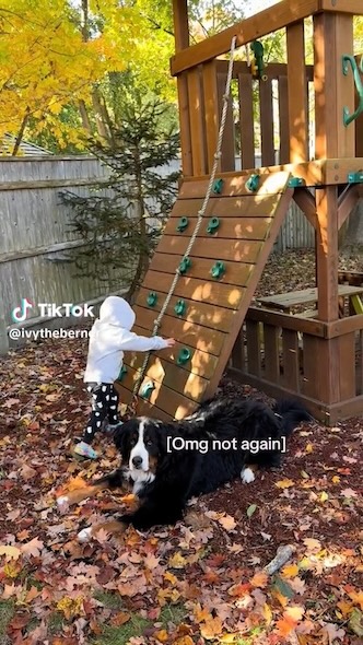 心配そうなアイビー