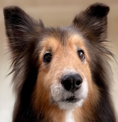 「ロイこ」くん