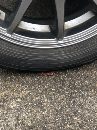 危ない場所でくつろぐカニ