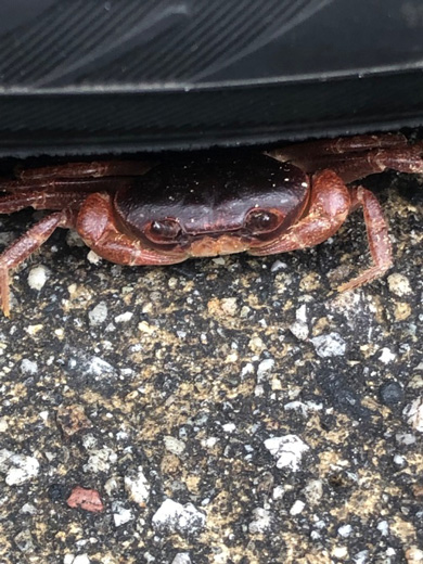 危ない場所でくつろぐカニ