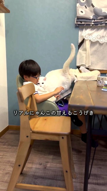 リアルにゃんこ