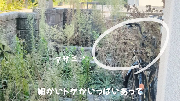 雑草がボーボーな庭を徹底的に草取り