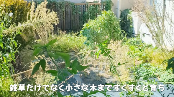 雑草がボーボーな庭を徹底的に草取り