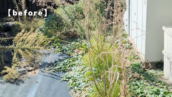 雑草がボーボーな庭を徹底的に草取り