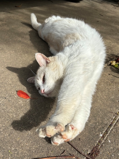 のびをするニャンコ