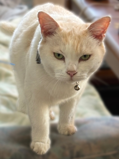 こちらを見つめるニャンコ