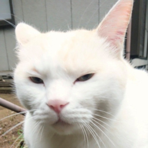 凛々しい顔のニャンコ