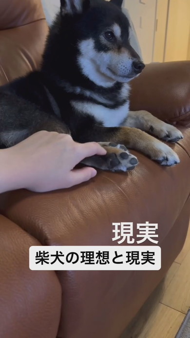 柴ワンコに触れているときのよくある現実の姿