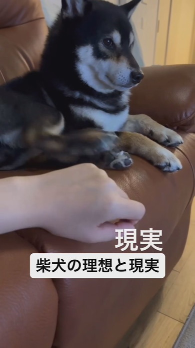 柴ワンコに触れているときのよくある現実の姿