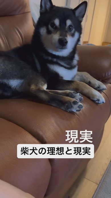 柴ワンコに触れているときのよくある現実の姿