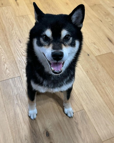 笑顔の柴ワンコ