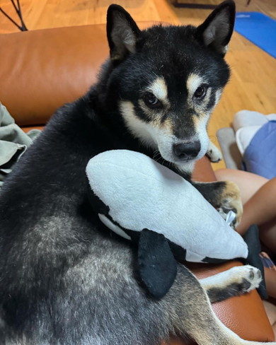 ぬいぐるみと一緒に居る柴ワンコ