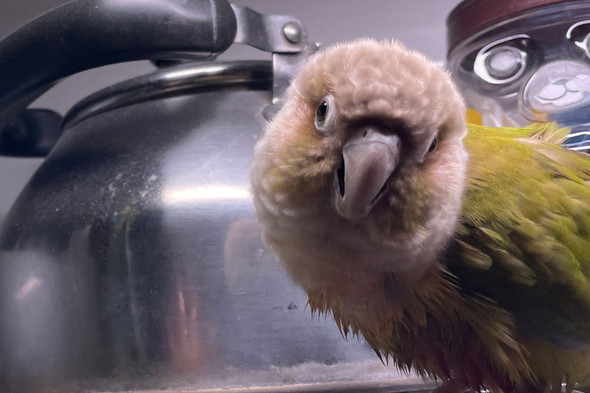 ウロコインコさん