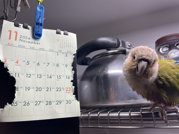 ウロコインコさん