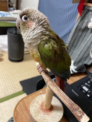 木に留まるウロコインコさん