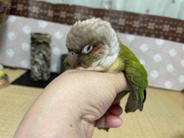 手の中で落ち着くウロコインコさん