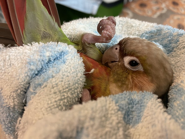 眠る前のウロコインコさん