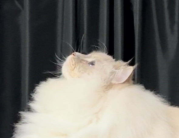 黄金比のふわふわ猫