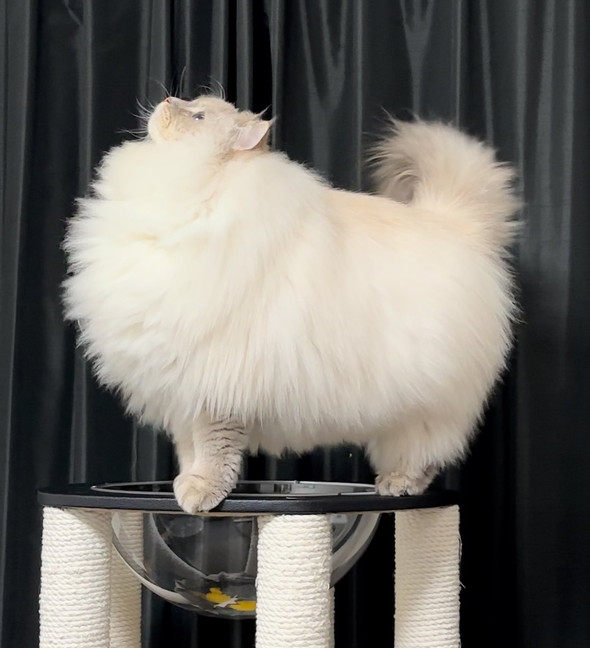 黄金比のふわふわ猫