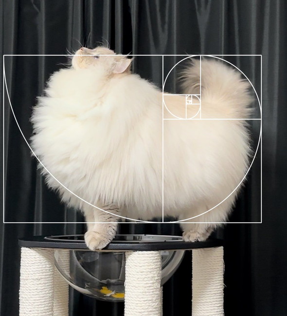 黄金比のふわふわ猫